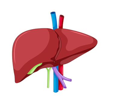 Liver Care